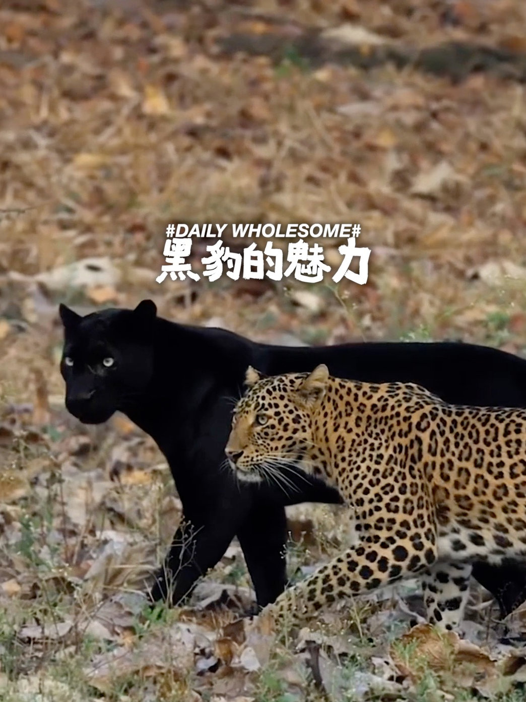 微博视频封面